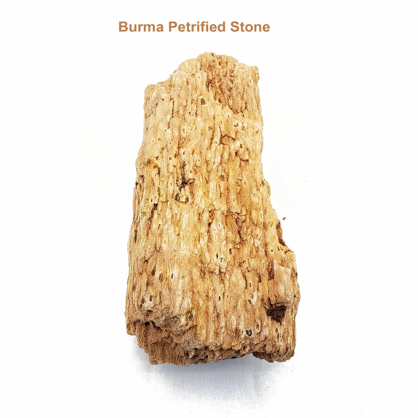 Burma Petrified Stone - 44 Lbs box of MEDIUM size stones