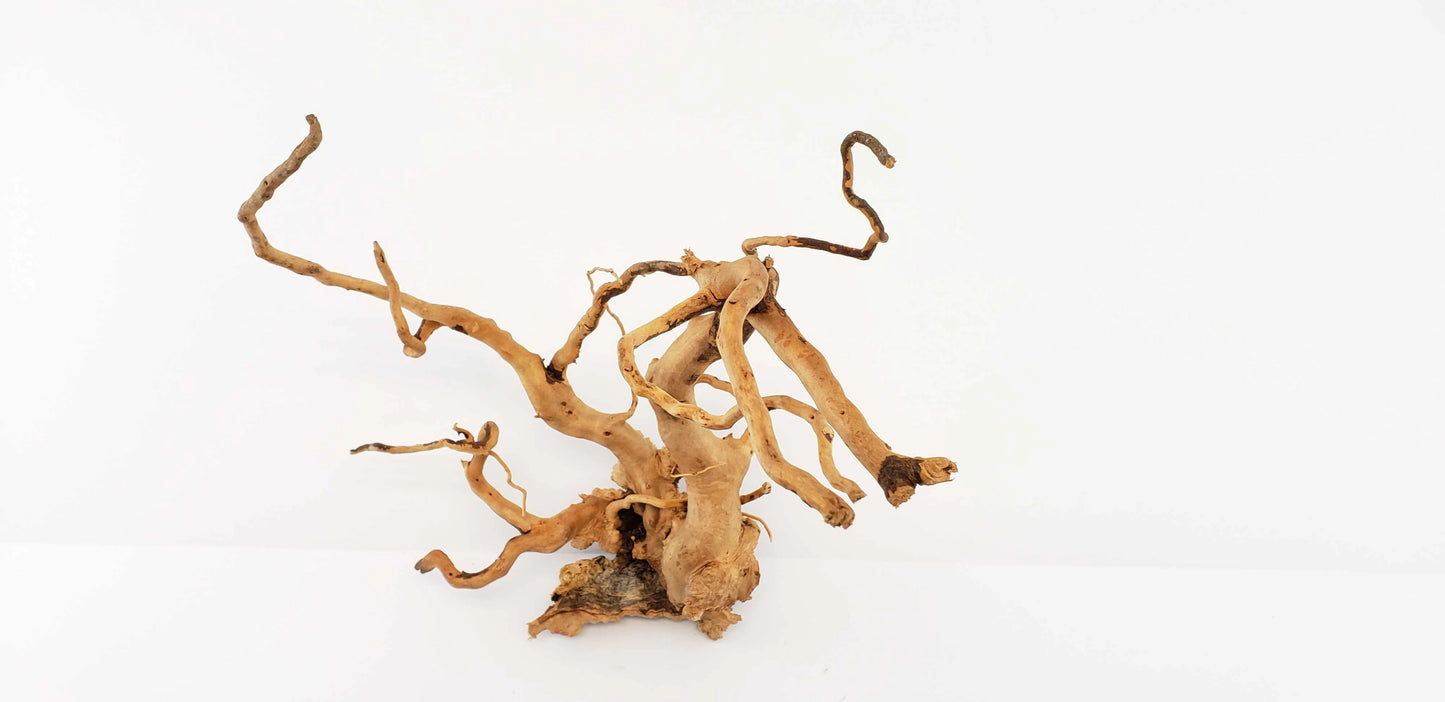 Small Spider Wood / Cuckoo Root-Approximate Size 6"-12"