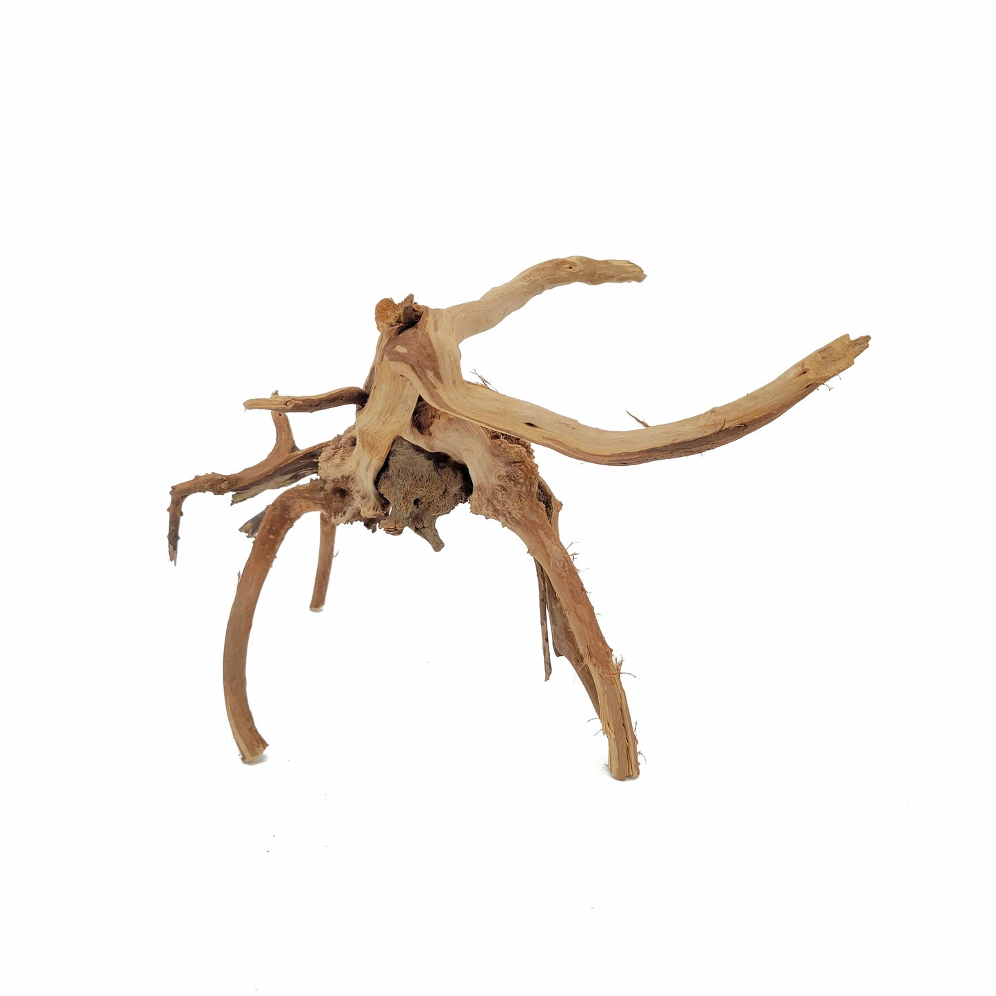 Small Spider Wood / Cuckoo Root-Approximate Size 6"-12"