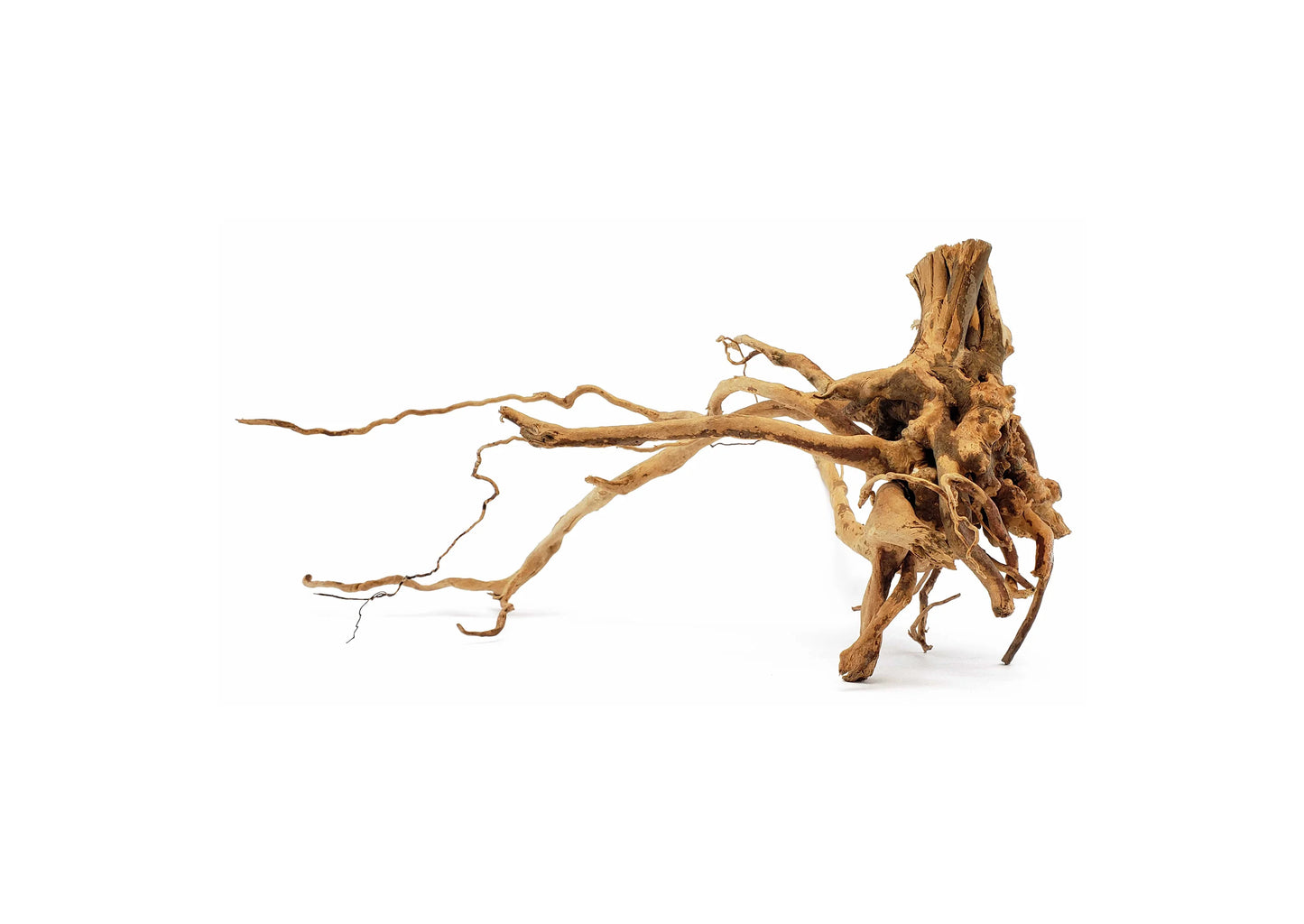 Small Spider Wood / Cuckoo Root-Approximate Size 6"-12"