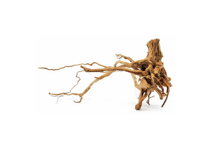 Small Spider Wood / Cuckoo Root-Approximate Size 6"-12"